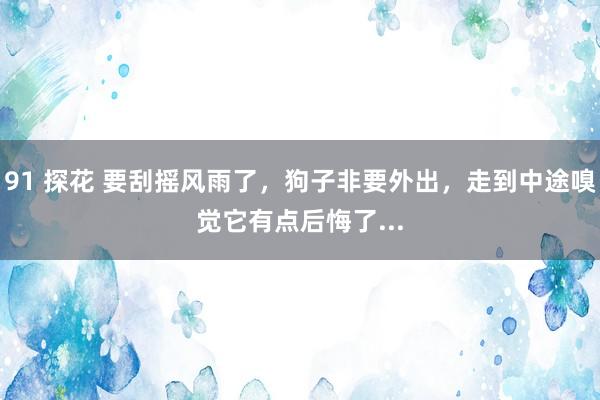 91 探花 要刮摇风雨了，狗子非要外出，走到中途嗅觉它有点后悔了...