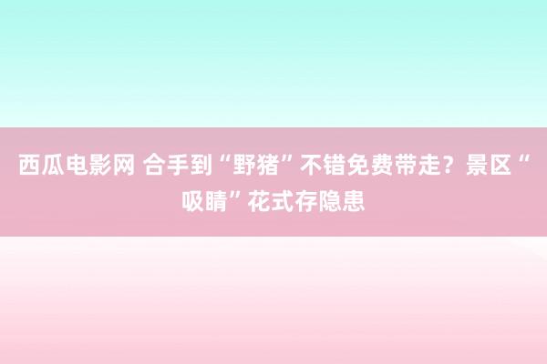 西瓜电影网 合手到“野猪”不错免费带走？景区“吸睛”花式存隐患